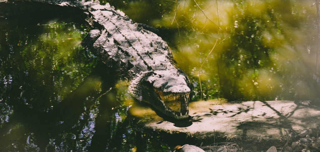 Crocodile in a marsh