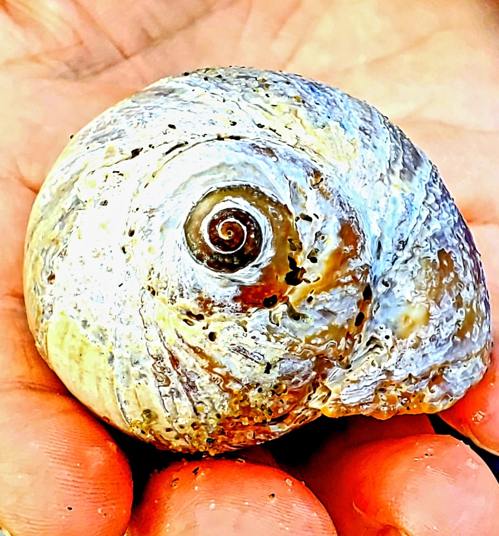 A beautiful shell